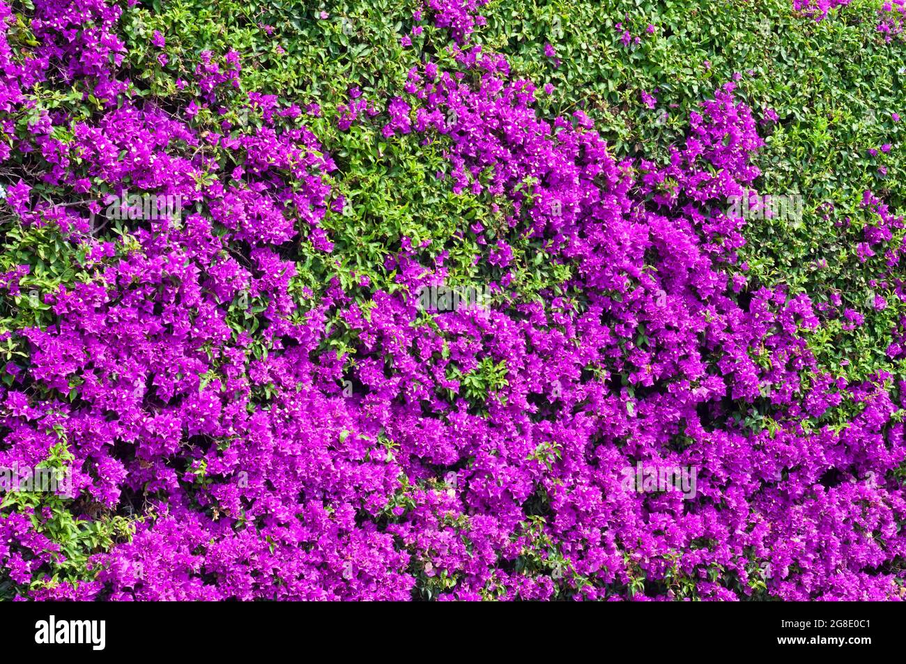 Italia, Liguria, Alassio, margine di Bouganville Foto Stock