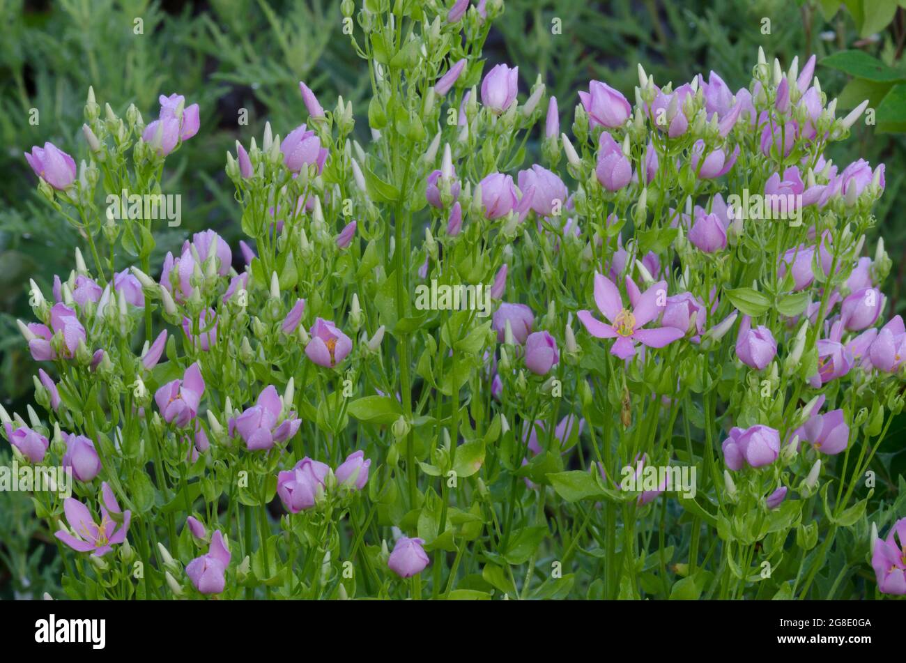 Rosepink, Sabatia angularis Foto Stock