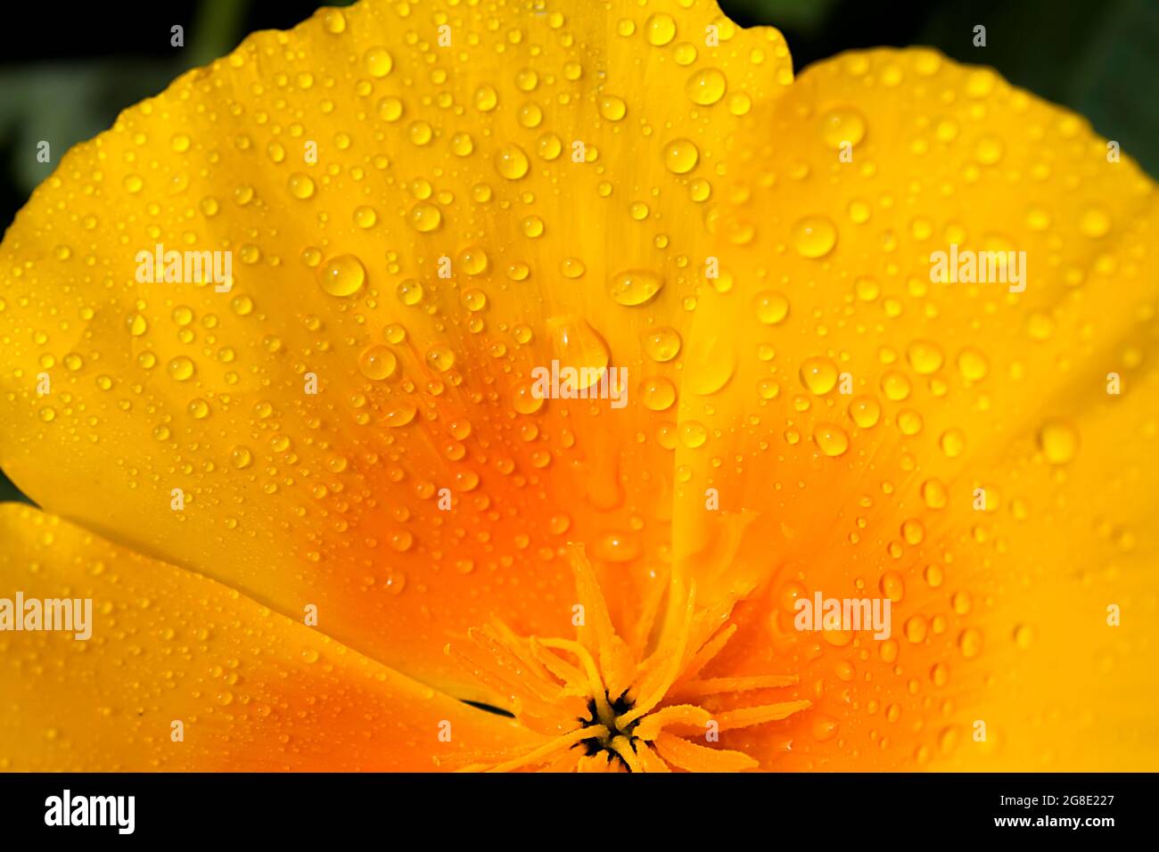 Fiore giallo-arancio brillante Eschscholzia (papavero californiano) in frequenti gocce d'acqua piovana sui petali primo piano. Foto per sfondo Foto Stock