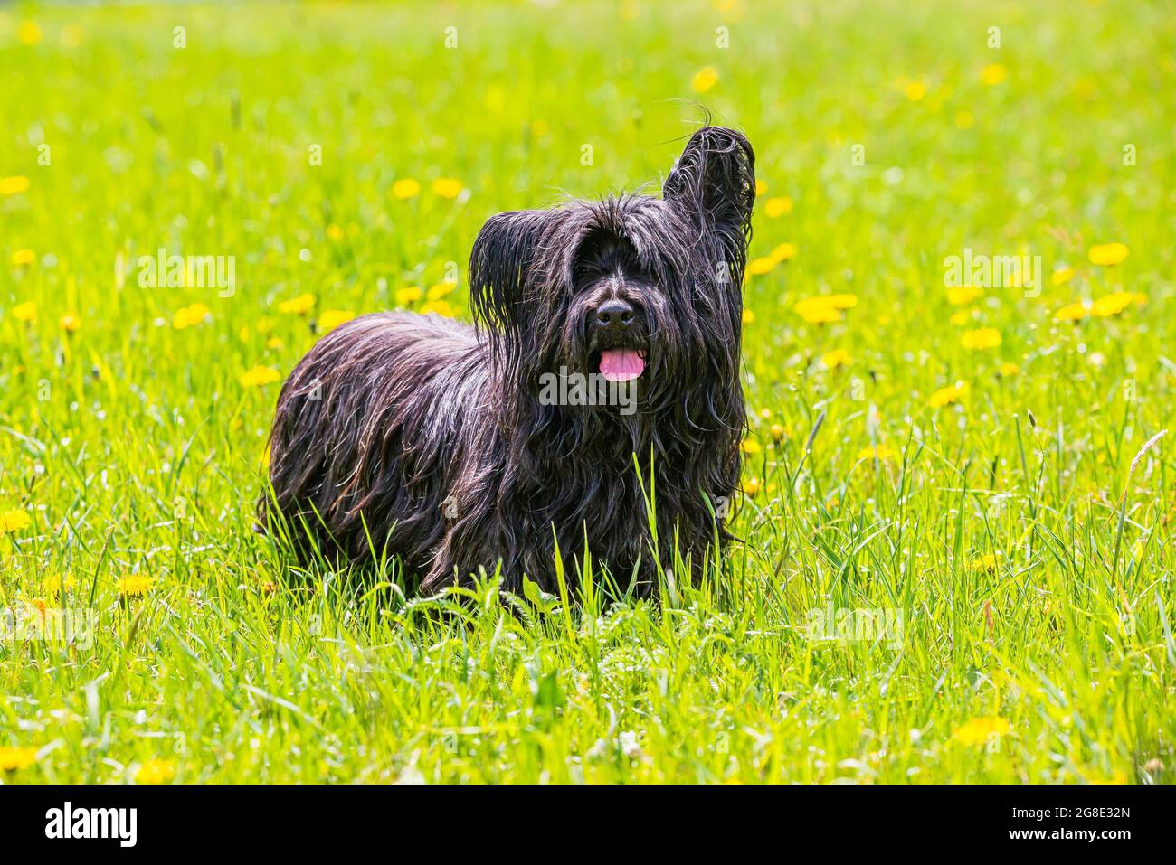 Cane nero di razza skye terrier con lingua rosa fuori su prato verde con i dandelioni gialli Foto Stock