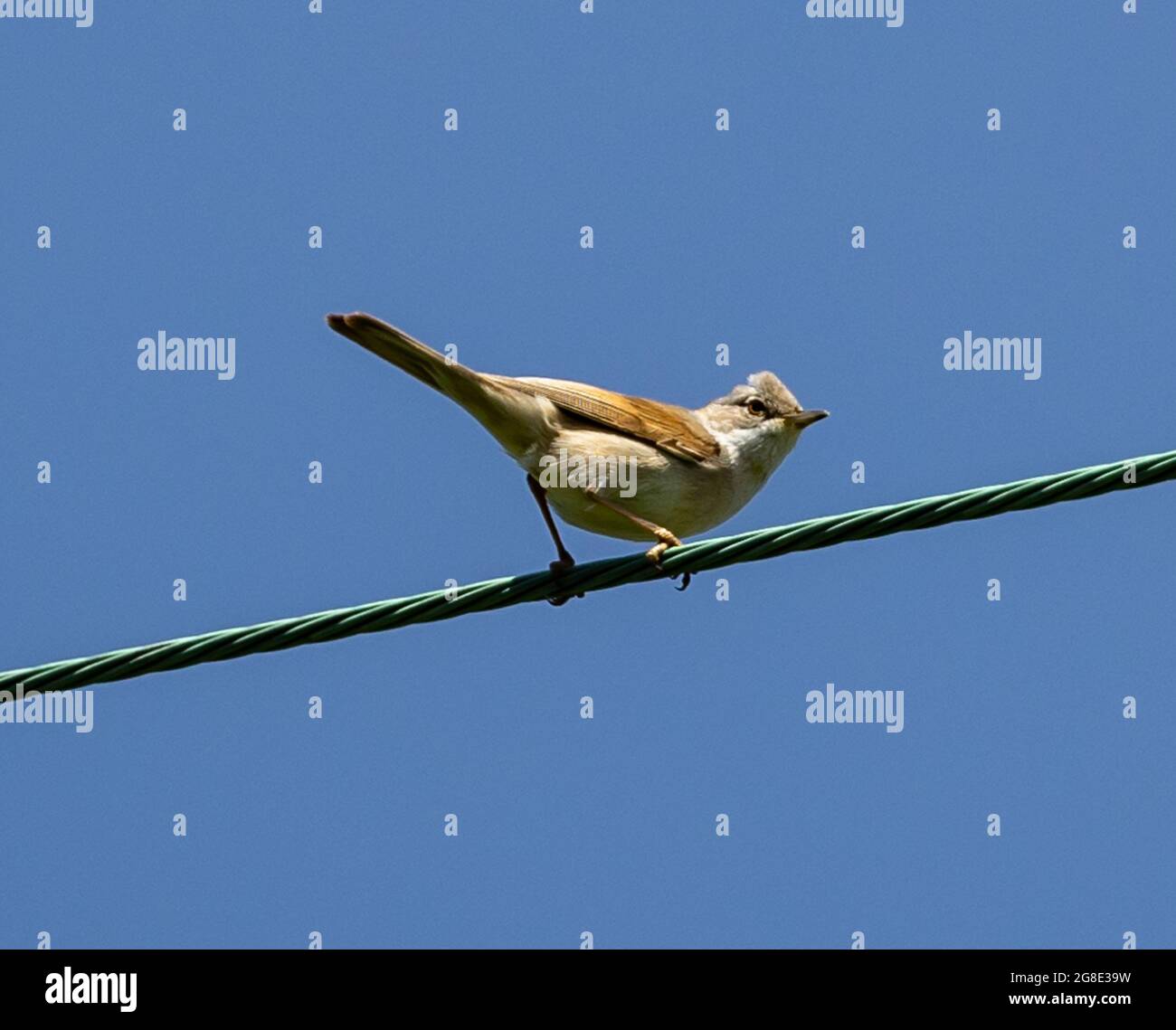 Primo piano di un uccello marrone grigio che si erge su un filo verde con cielo blu puro Foto Stock