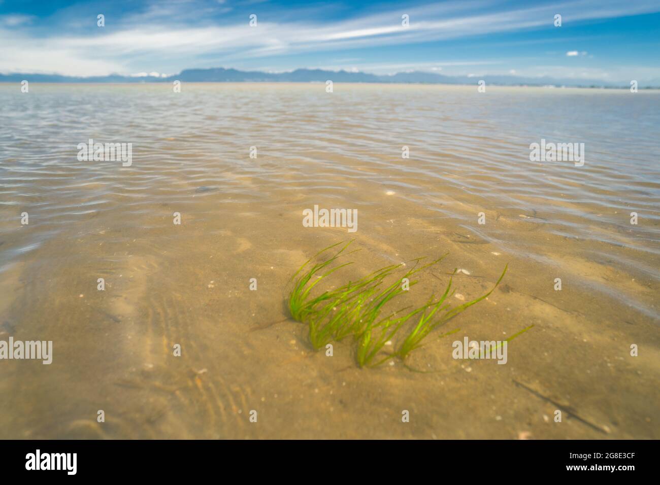Eelgrass patch che cresce sulle rive fangose del fiume Fraser Delta, in Metropolitan Vancouver, BC, Canada. Foto Stock