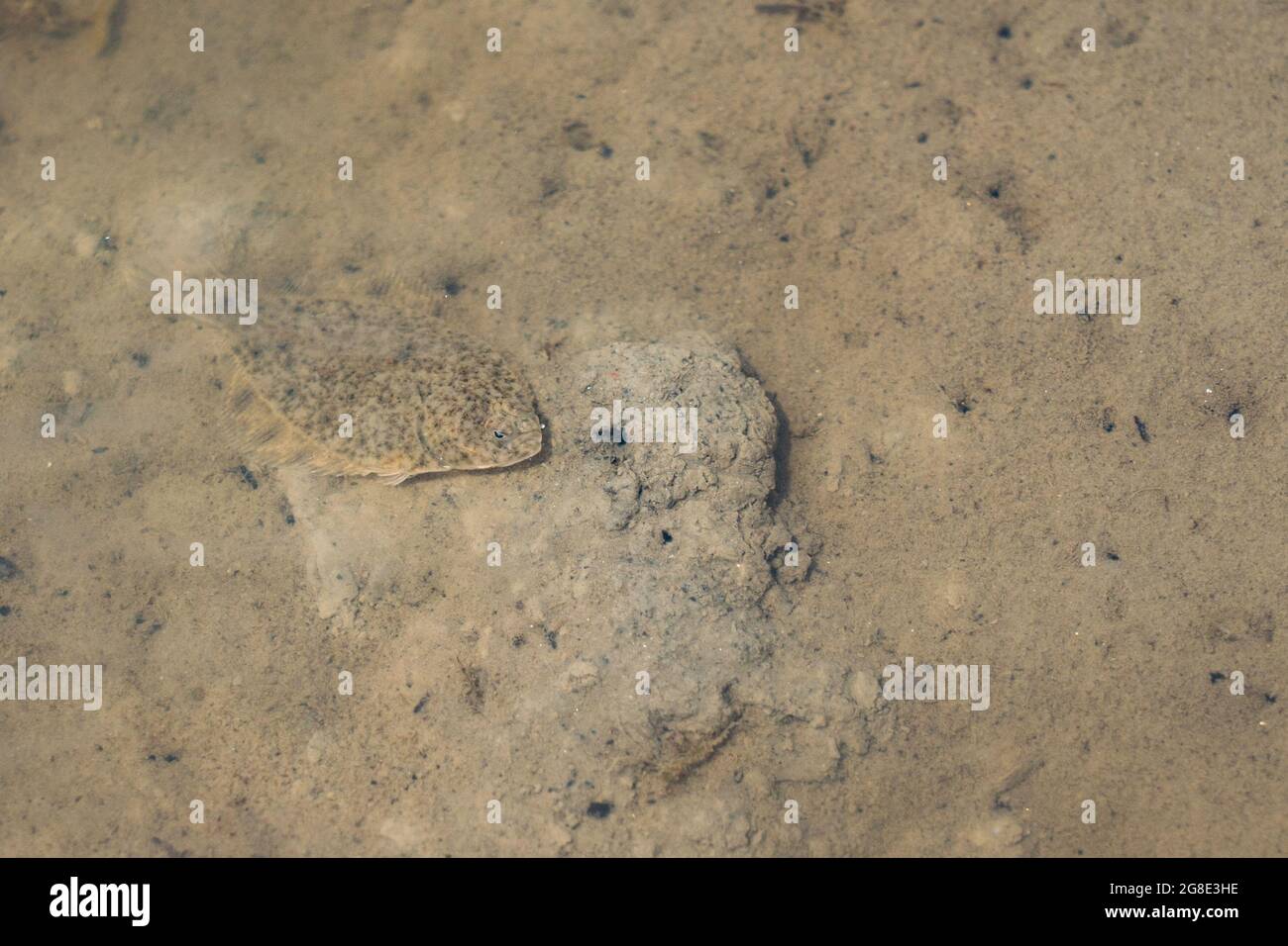 Giovane passera nell'estuario del fiume Fraser. Foto Stock