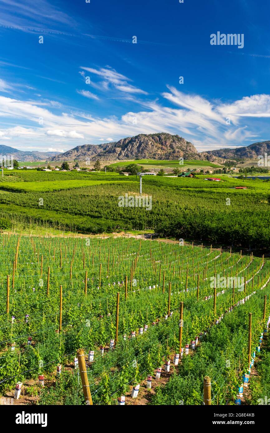 Vista del paesaggio agricolo e dei vigneti durante la stagione estiva a Osoyoos situato nella Okanagan Valley, British Columbia, Canada. Foto Stock