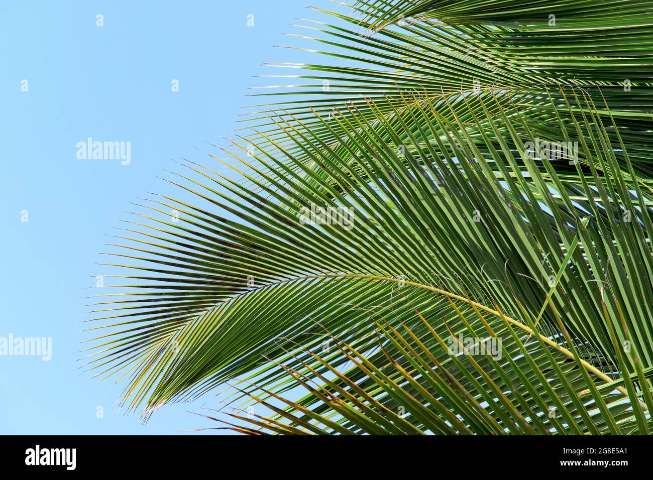 Sfondo tropicale con foglie esotiche di palma. Foglie tropicali con sole su sfondo blu del cielo, copia spazio. Vacanze estive. Foto Stock