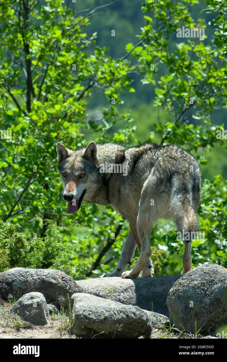 Lupo grigio europeo (Canis lupus) in esecuzione per la copertura, vicino a Kresna, Bulgaria Foto Stock