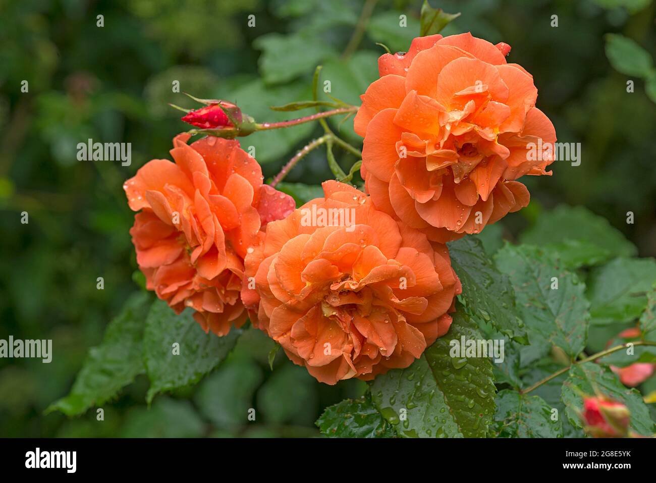 Petali di rosa con gocce di pioggia, Baviera, Germania Foto Stock