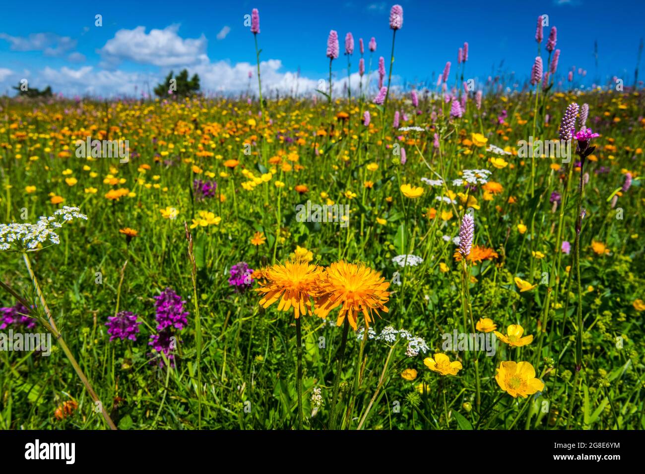 Fiori ed erbe selvatiche in un prato dell'Alpe di Siusi, Alto Adige, Italia Foto Stock