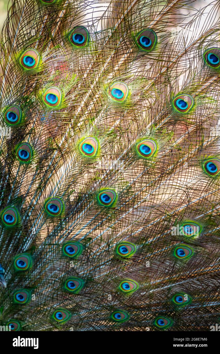 Peacock indiano peafonl (Pavo cristatus) batte ruota, piume, pavone foresta Plaka, Kos, Dodecanese, Grecia Foto Stock