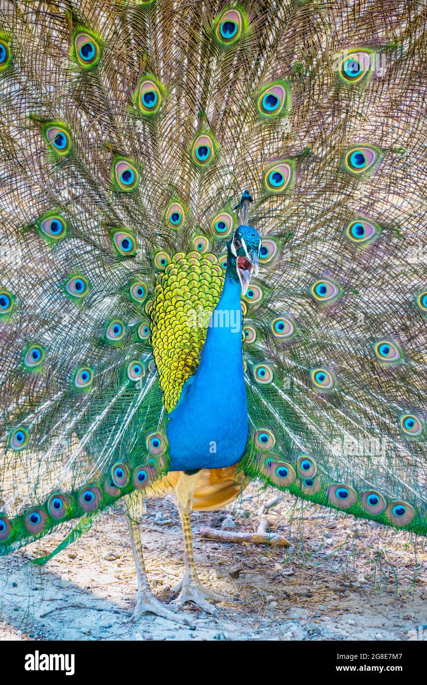 Peacock indiano pavone (Pavo cristatus) batte ruota, Foresta di Plaka pavone foresta, Kos, Dodecanese, Grecia Foto Stock