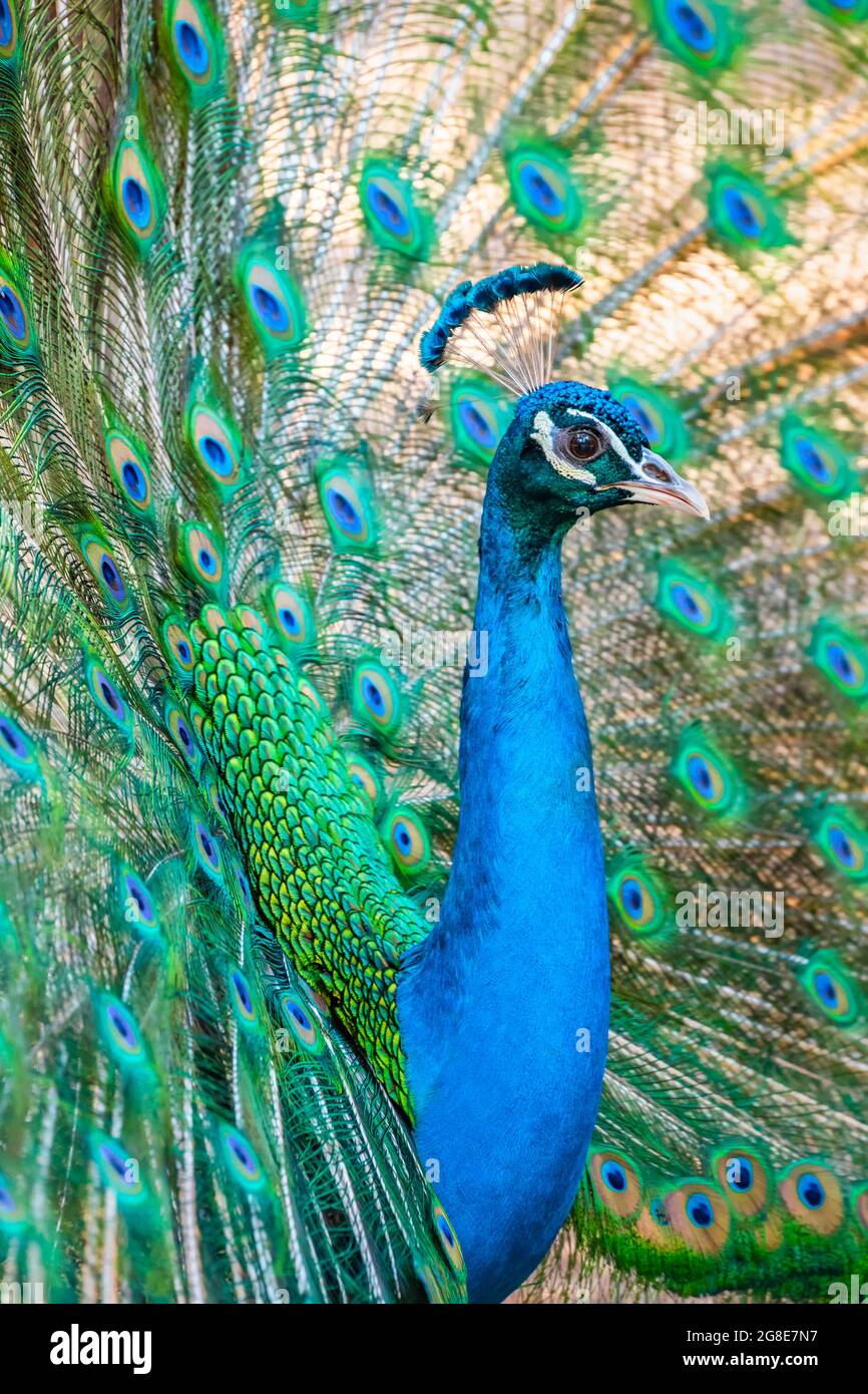 Peacock indiano pavone (Pavo cristatus) batte ruota, Foresta di Plaka pavone foresta, Kos, Dodecanese, Grecia Foto Stock
