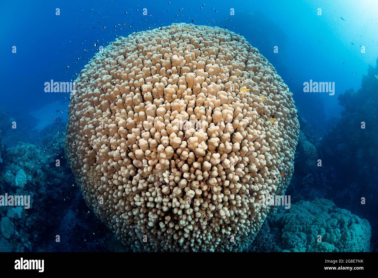 Corallo di groppa grande (Porites nodifera), corallo di pietra, Mar Rosso, Scarpe di Fury, Egitto Foto Stock