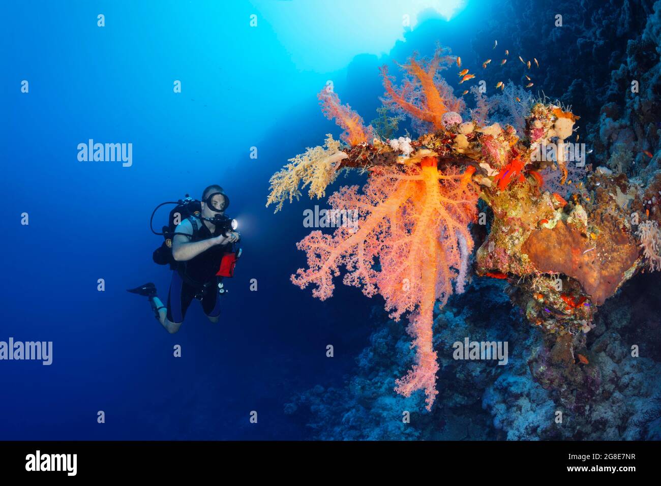 Tuffatore con lampada che guarda il corallo morbido di Klunzinger grande (Dendronephthya klunzingeri) su parete ripida in retroilluminazione di sole, Mar Rosso, Fury Shoals, Egitto Foto Stock