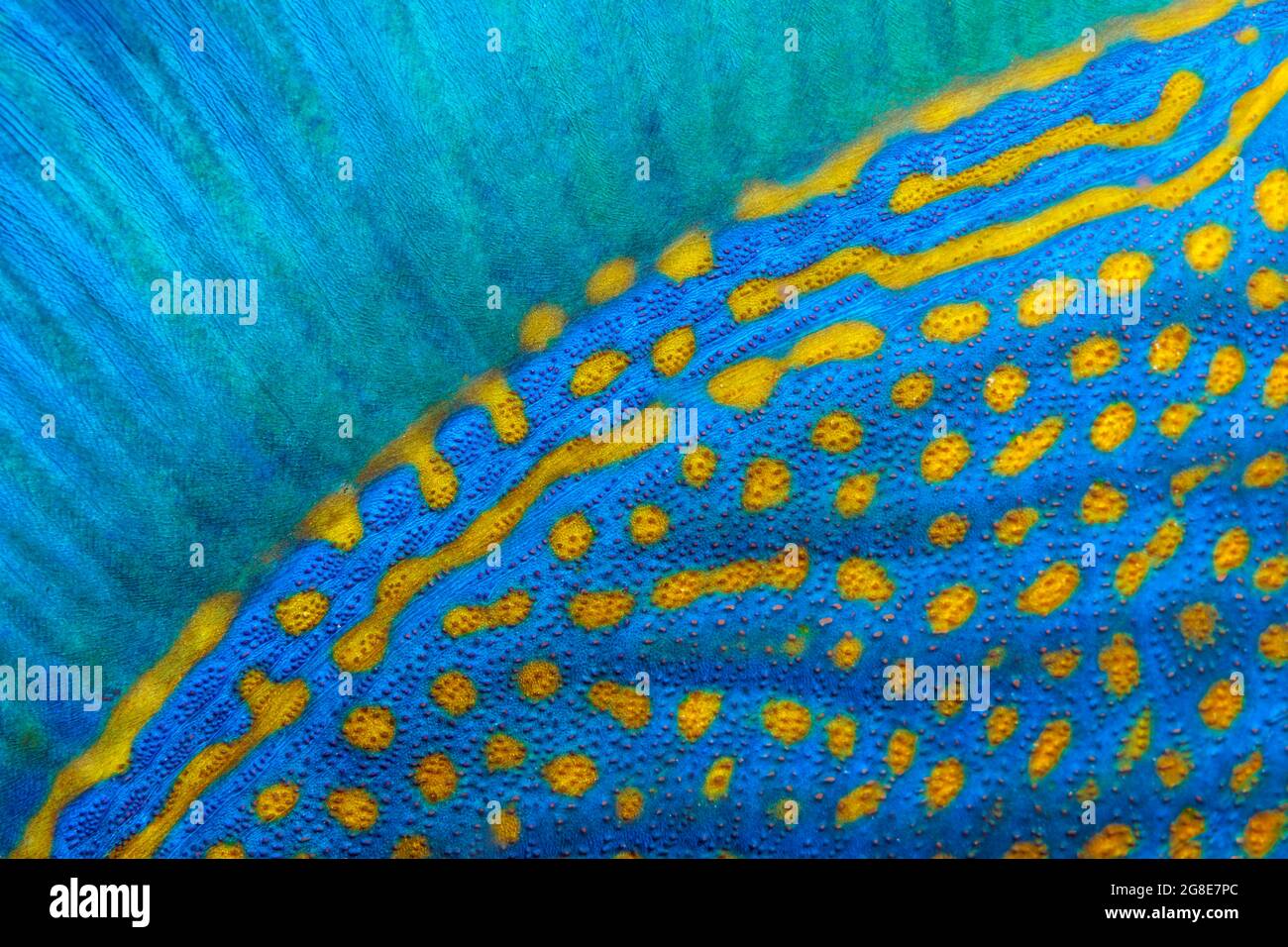 Pinna dorsale e scale di triggerfish a striscia blu (Pseudobalistes fuscus), dettaglio, Mar Rosso, Fury Shoals, Egitto Foto Stock