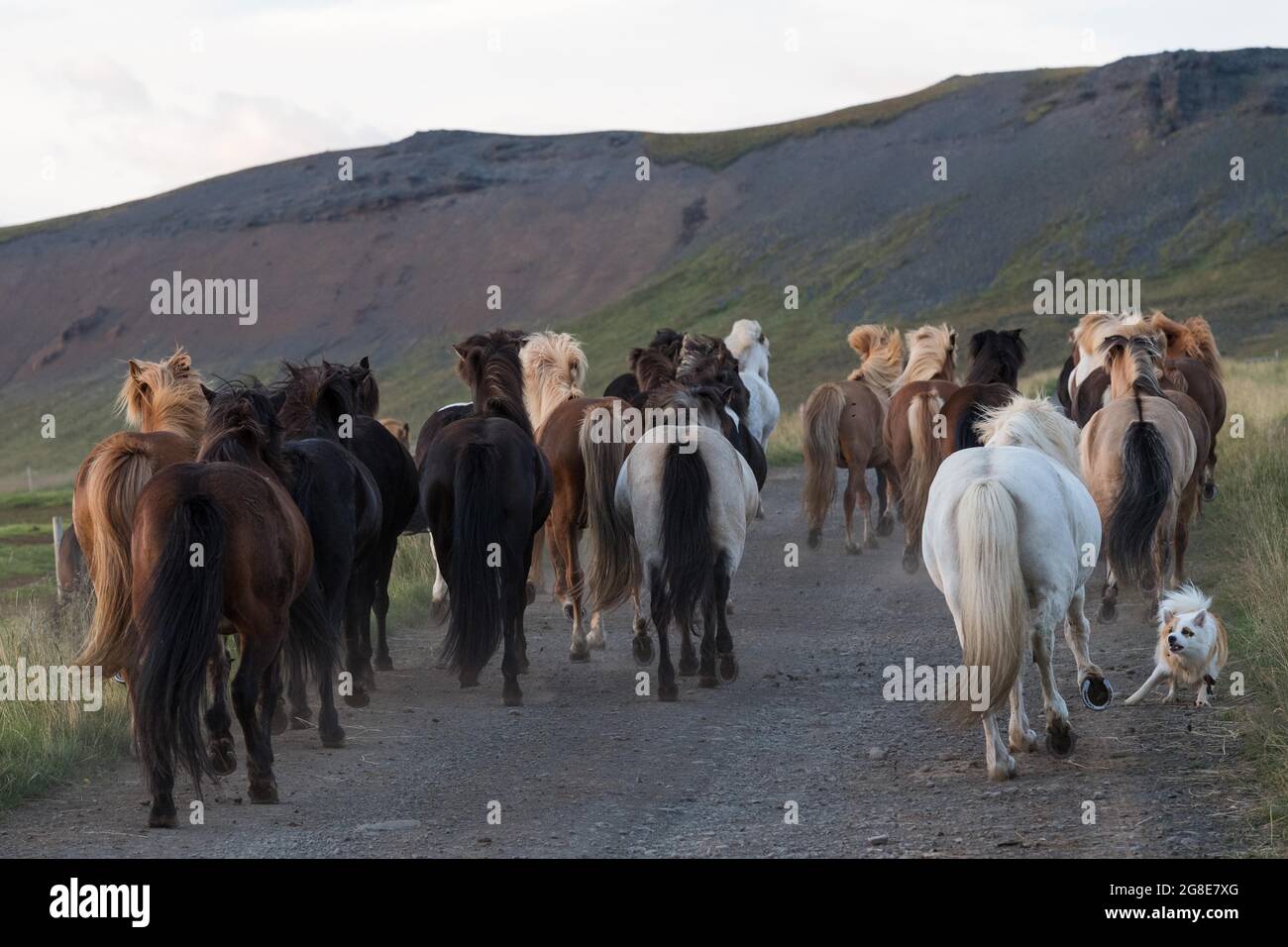 Lo spitz islandese o il cane islandese aiuta a arrotondare i cavalli islandesi, Lytingsstaoir, Islanda del Nord, Islanda Foto Stock