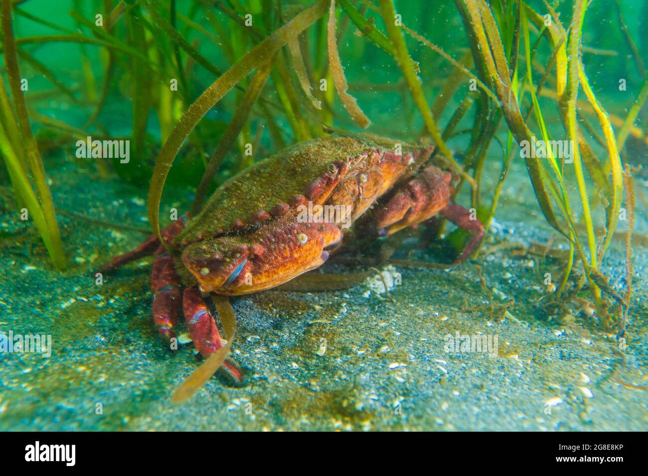 Granchio dungeness adulto con un cerotto di erba sullo sfondo. Foto Stock
