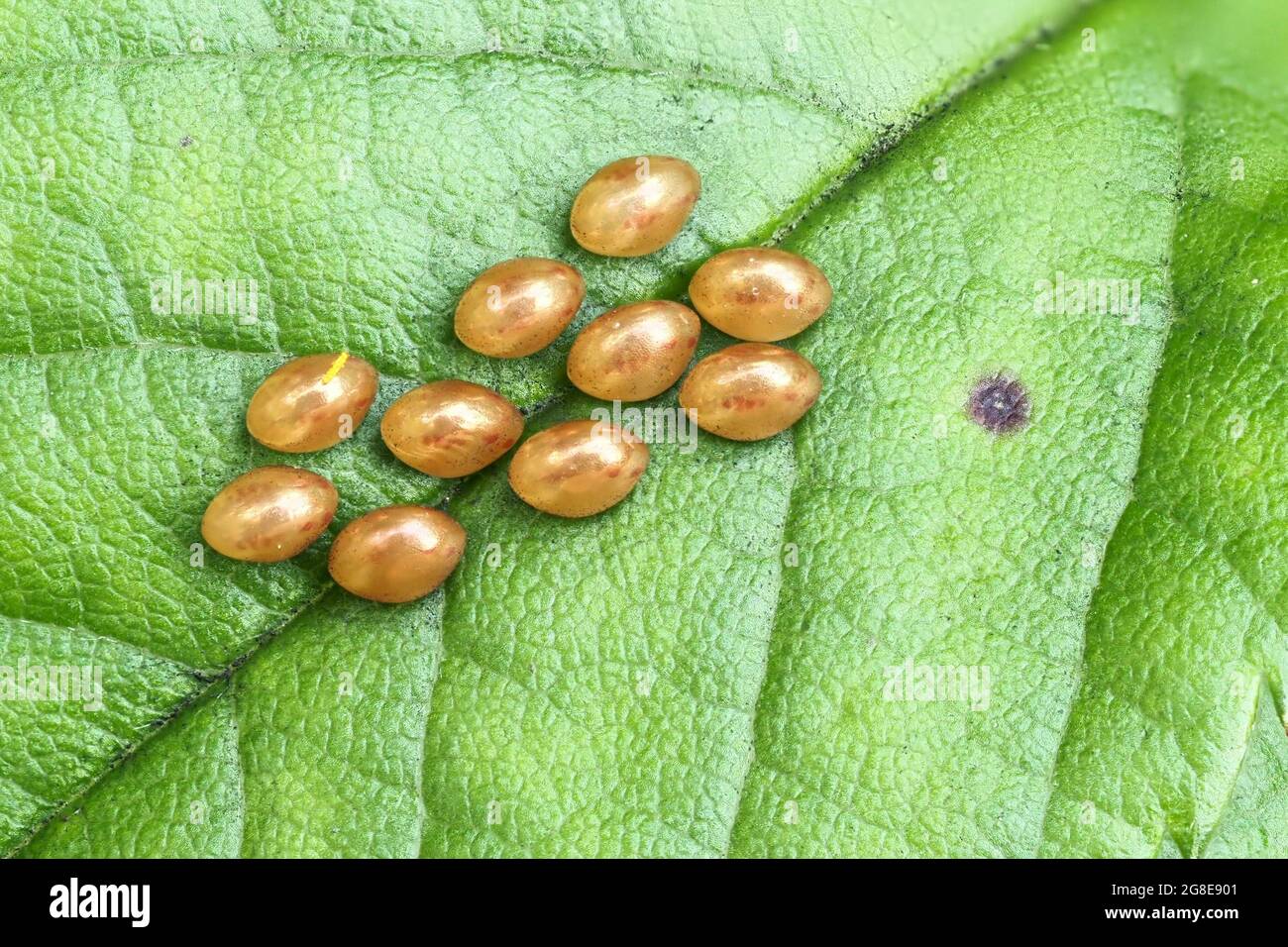 Uova di un vero bug (Heteroptera) su foglia di lilla, Assia, Germania Foto Stock
