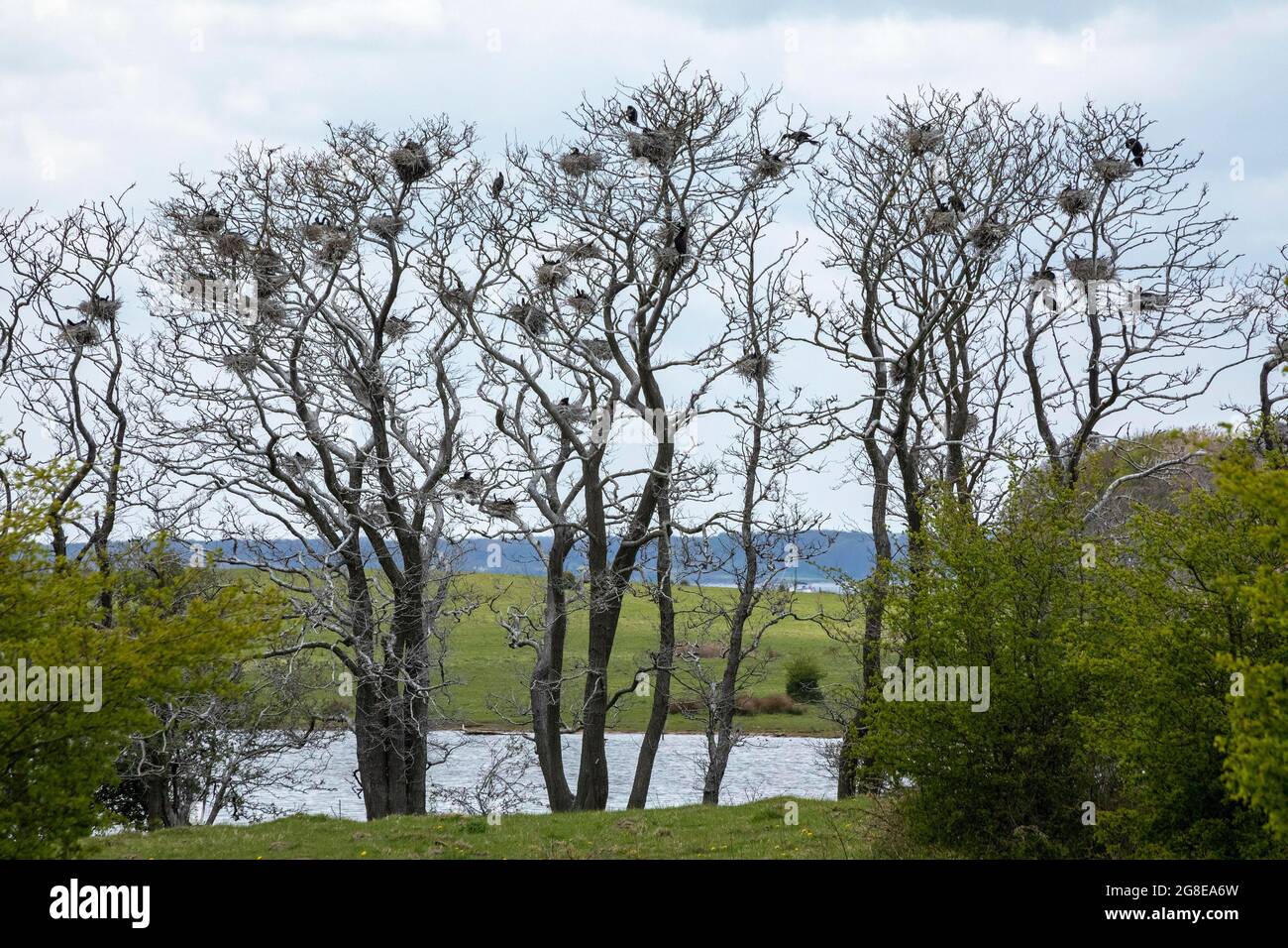 Colonia di allevamento cormorano, riserva naturale Geltinger Birk, Geltinger bight, Schleswig-Holstein, Germania Foto Stock