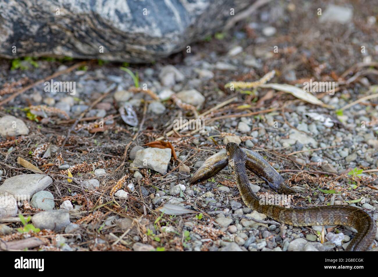 Su una terra rocciosa, un serpente d'acqua settentrionale (Nerodia Sipedon Sipedon) porta un pesce morto che catturò mentre scivola via. Foto Stock