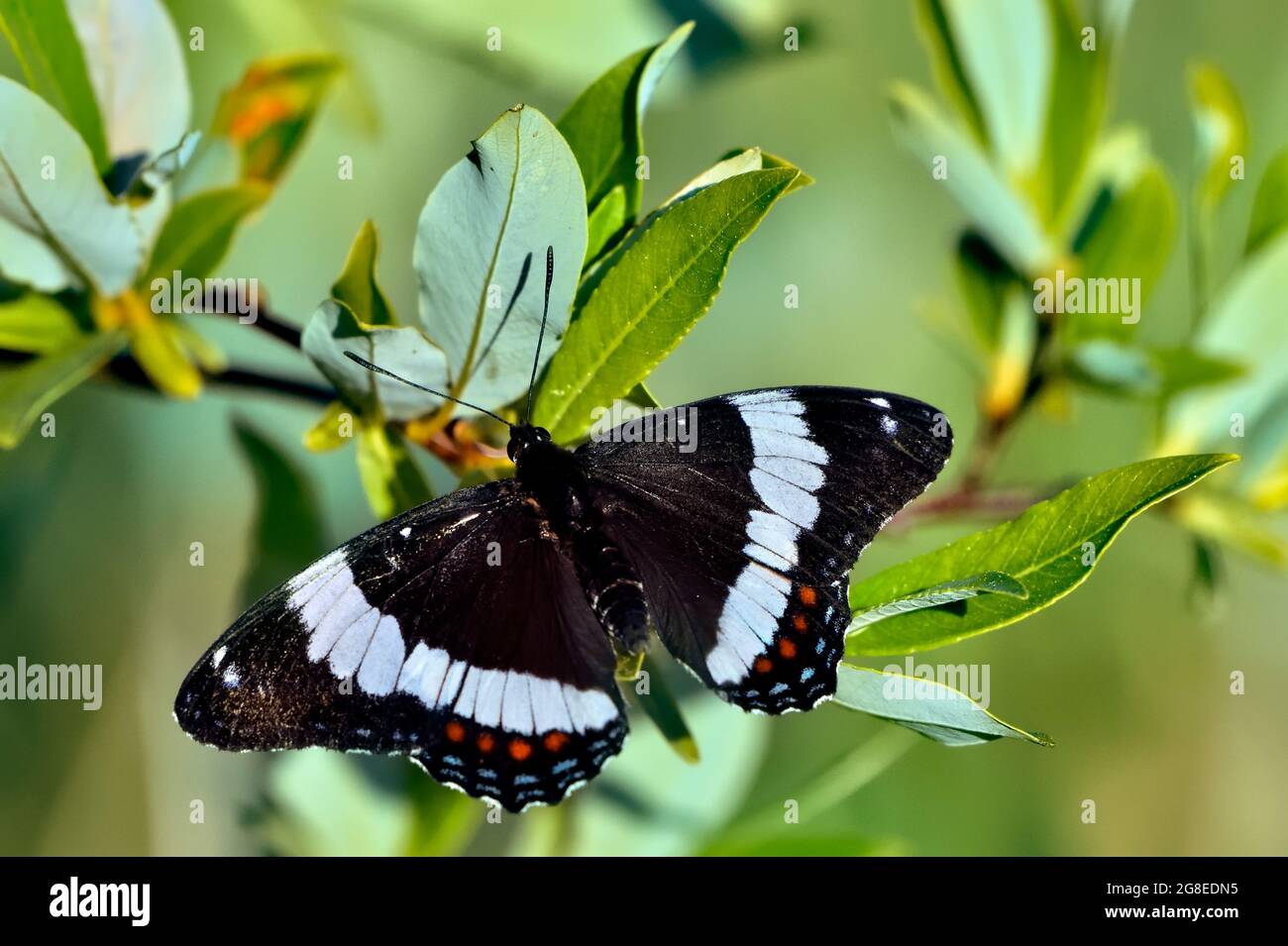 Una farfalla bianca ammiraglio, Limenitis arthemis, foraging su alcune foglie verdi nella campagna Alberta Canada. Foto Stock