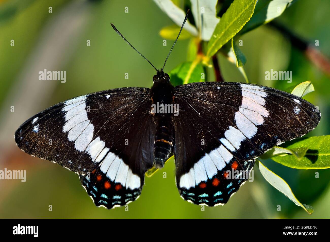 Una farfalla bianca ammiraglio, Limenitis arthemis, che foragga su alcune foglie verdi nella campagna Alberta Canada. Foto Stock