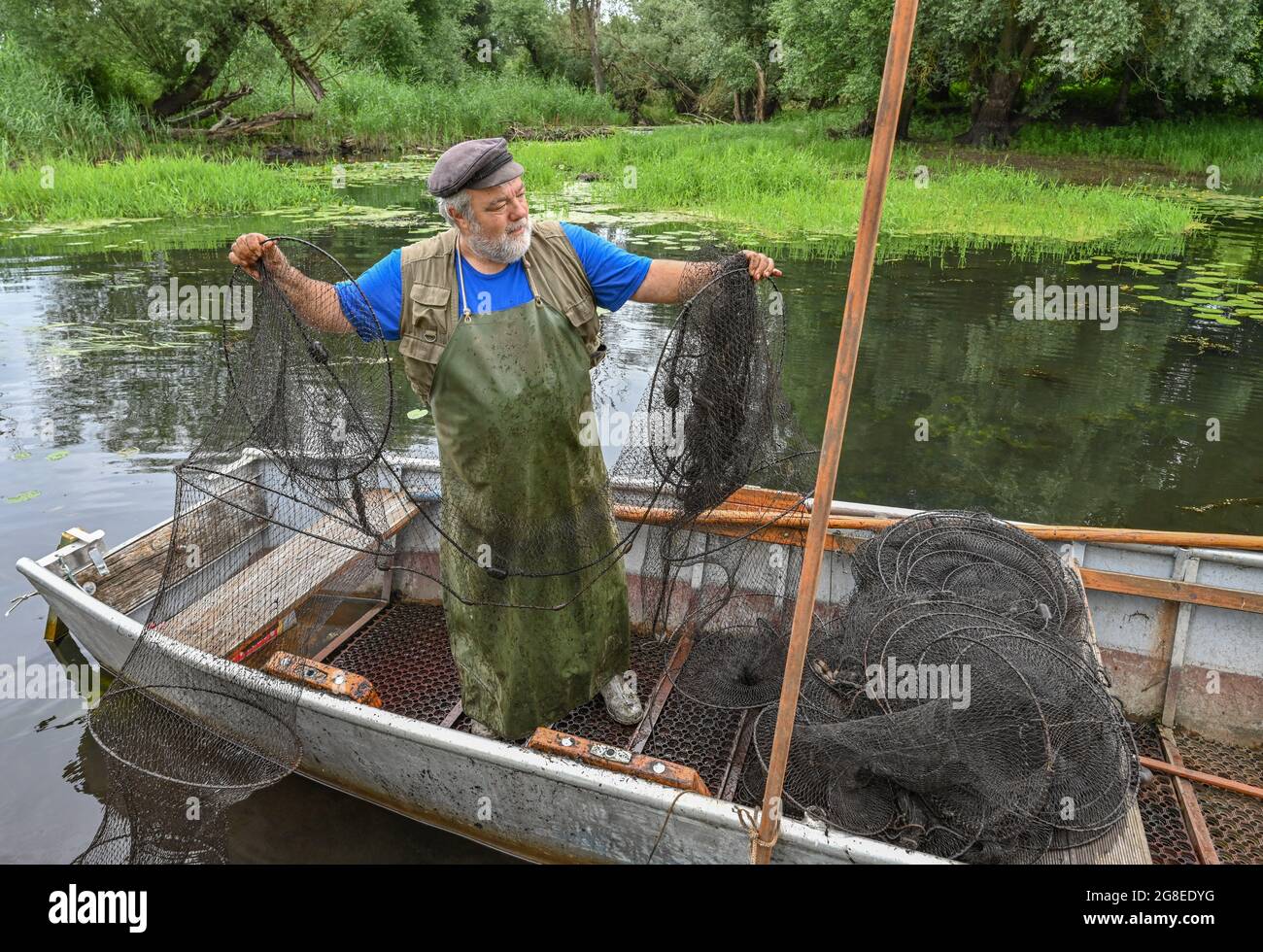 PRODUZIONE - 08 Luglio 2021, Brandenburg, Brieskow-Finkenheerd: Peter Schneider, maestro pescatore, prende una trappola di pesce dalle acque del lago Brieskow. I deficit di precipitazioni degli ultimi anni hanno causato la caduta dei livelli d'acqua in numerosi laghi e fiumi del Mark Brandenburg. "Non si tratta di una minaccia immediata per la fauna ittica locale, finché il corpo idrico non si è effettivamente prosciugato", ha affermato Dettmann, direttore esecutivo dell'associazione di pesca dello Stato del Brandeburgo. Con il tempo che si alterna tra calore e siccità e poi piogge localmente pesanti, almeno le cose stanno lavorando per la Th Foto Stock