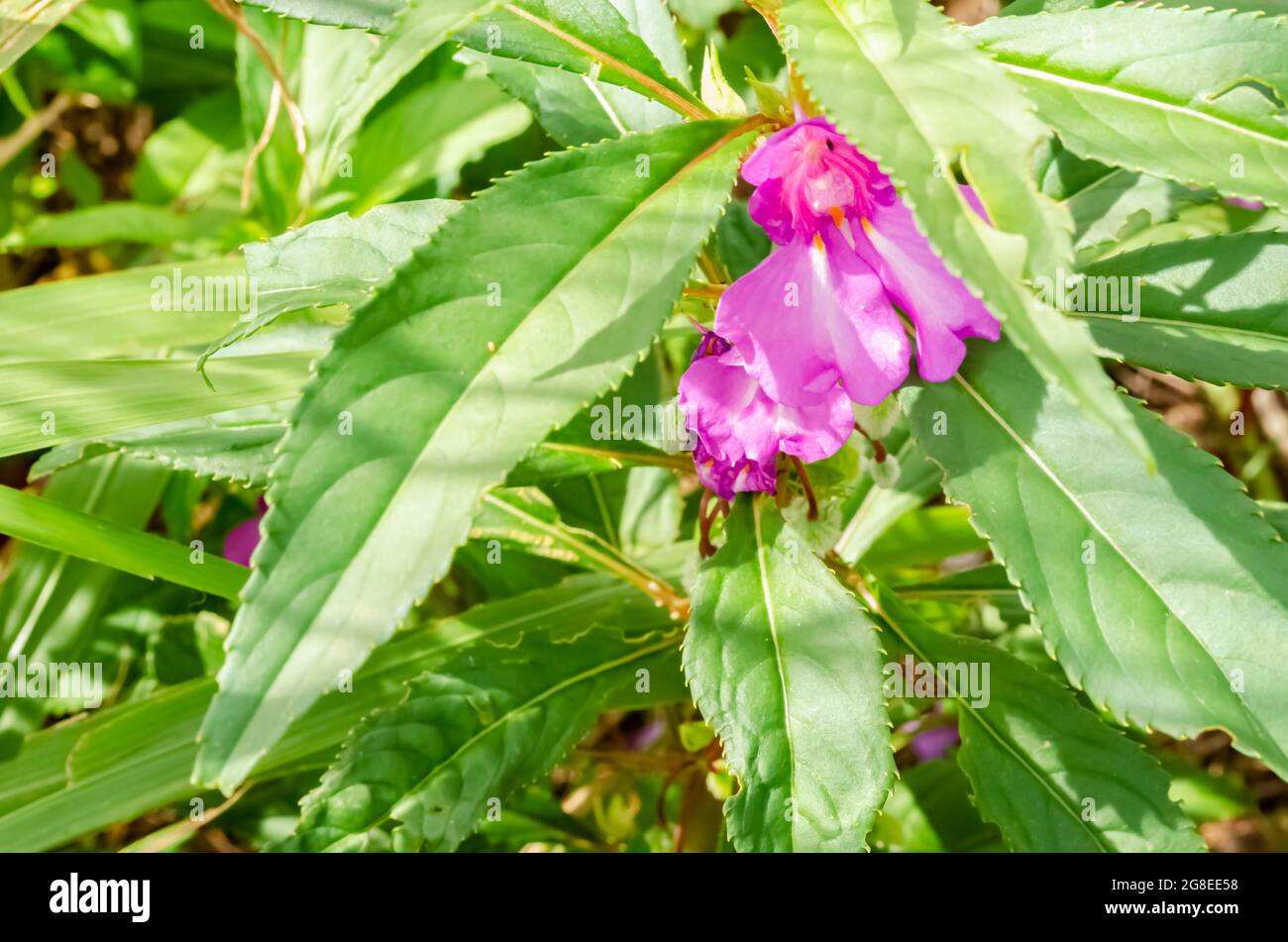 Impatiens Balsamina fiore e foglie Foto Stock