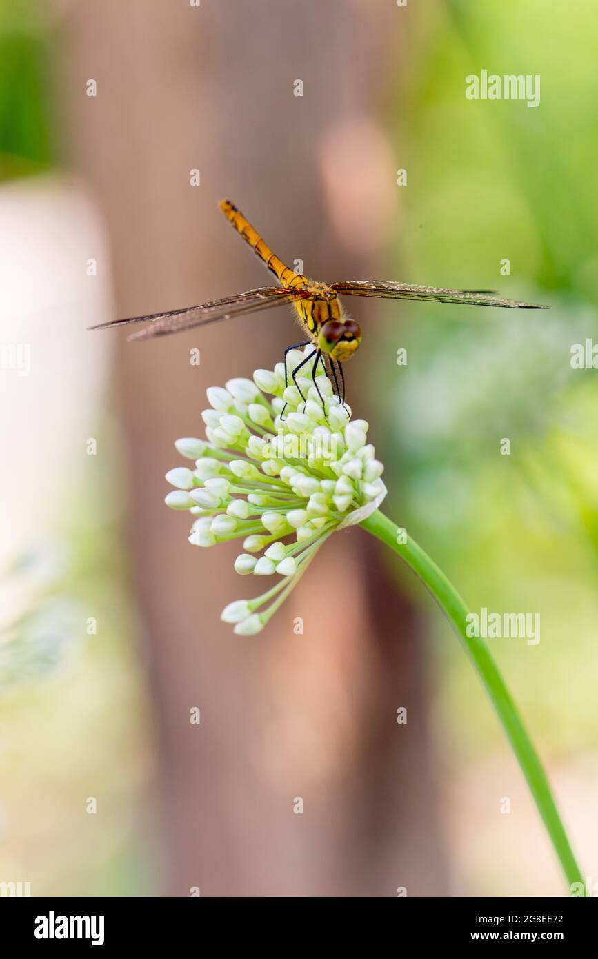 una luminosa libellula appollaiata su un fiore di cipolla Foto Stock