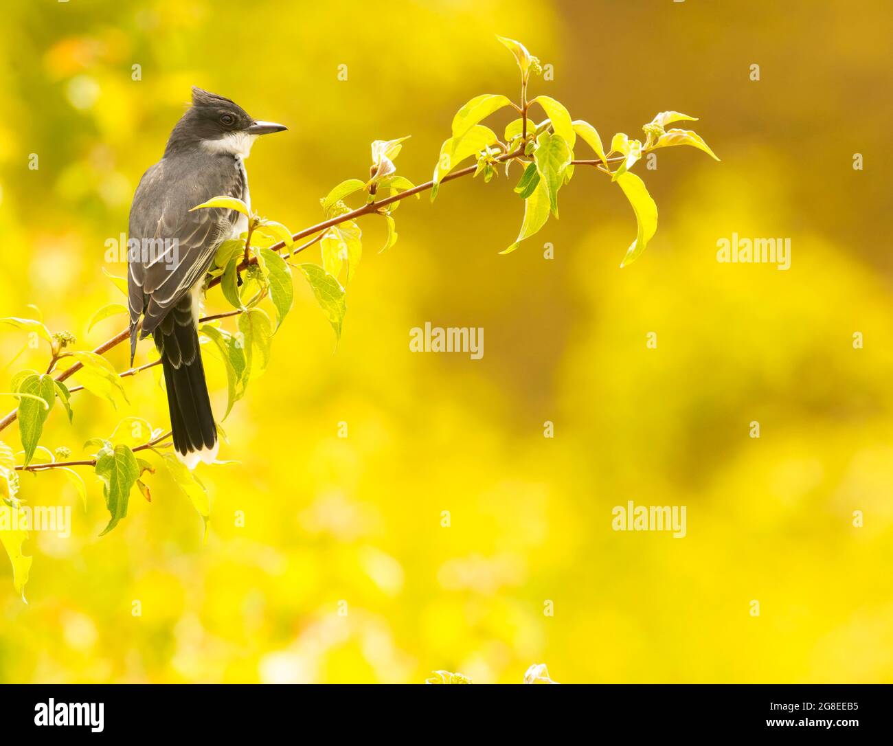 Eastern Kingbird, DeSoto National Wildlife Refuge, Iowa Foto Stock