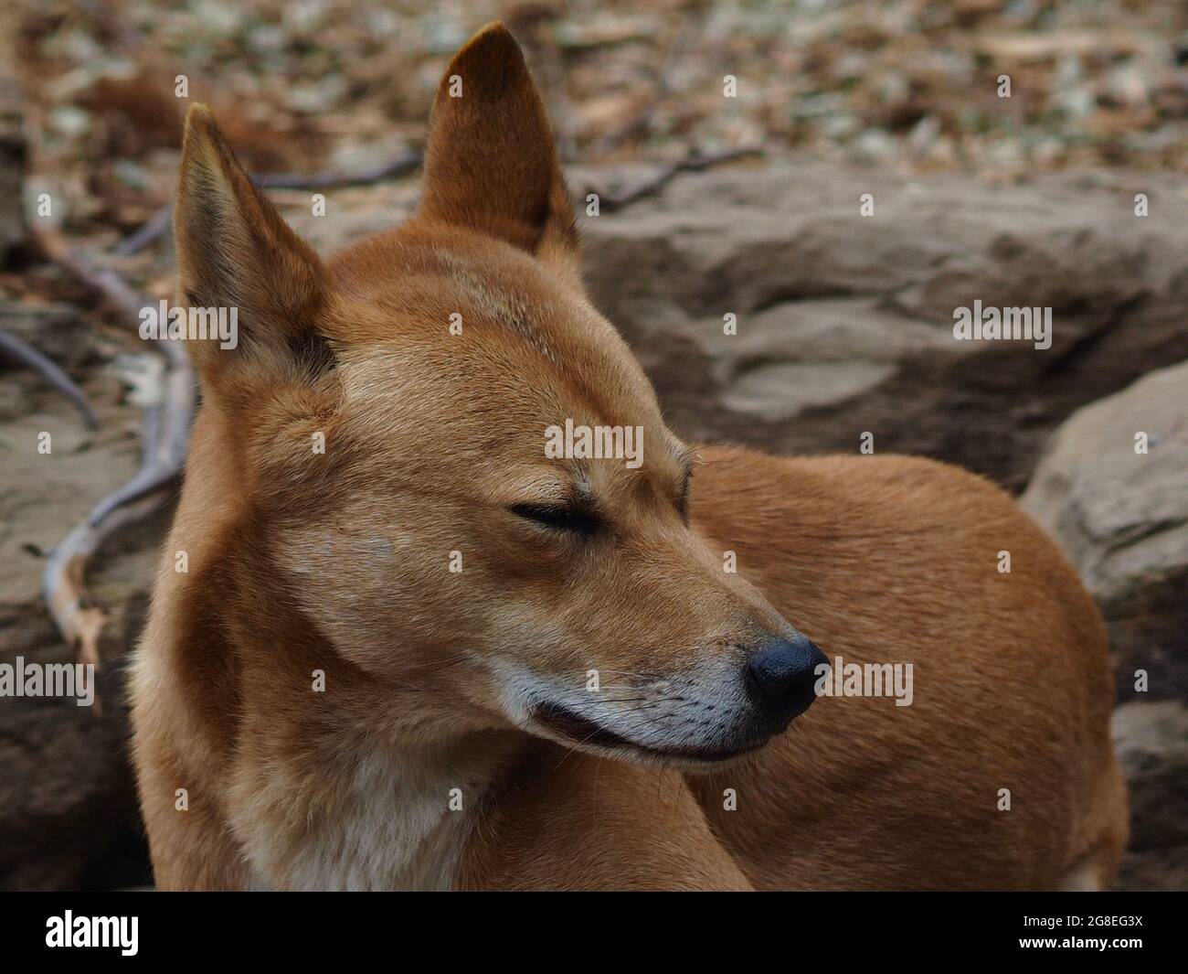 Un ritratto in primo piano di un elegante Dingo australiano. Foto Stock