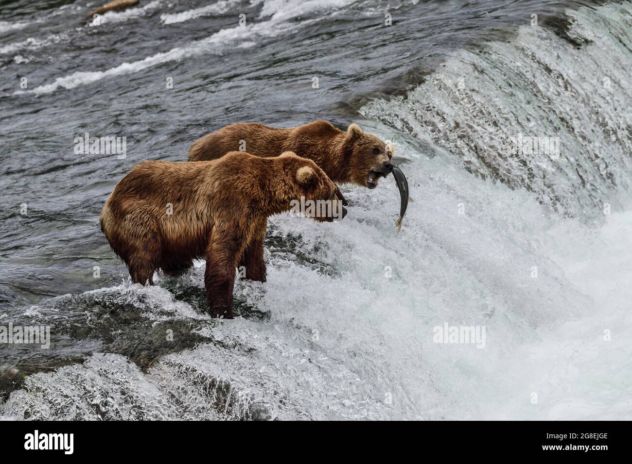 Salmone che rimbalza sul muso di Grizzly - Brooks Falls, Katmai National Park, Alaska, USA Foto Stock