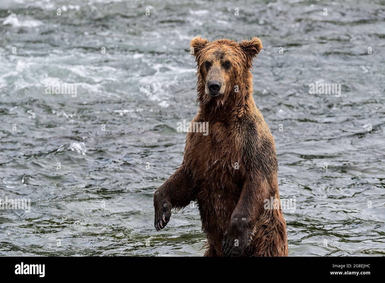 Pesca dell'orso bruno dell'Alaska nel fiume Brooks - Parco nazionale di Katmai, Alaska, Stati Uniti Foto Stock