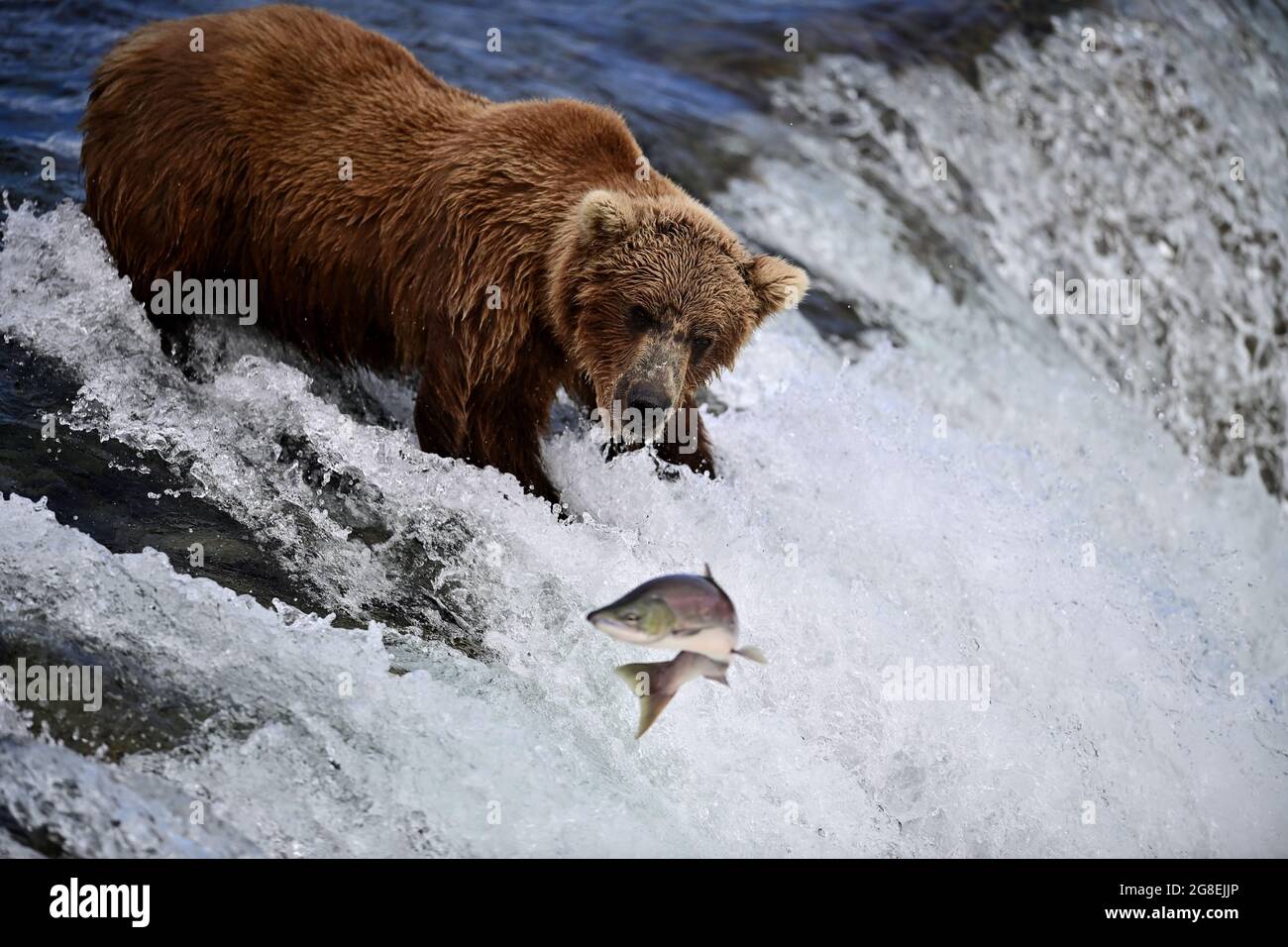 Pesca dell'orso bruno dell'Alaska nel fiume Brooks - Parco nazionale di Katmai, Alaska, Stati Uniti Foto Stock