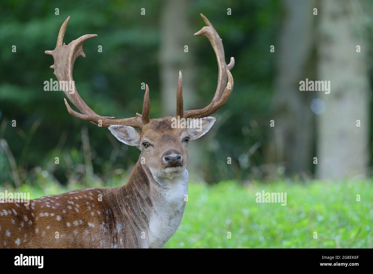 Allow Deer(Dama dama) maschio con grandi antlers in autunno Vallonia - Belgio Foto Stock