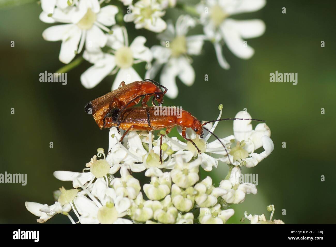 Primo piano scarabei soldato rosso (Rhagonycha fulva), scarabeo soldato di famiglia (Cantharidae). Su fiori di alghe comuni (Heracleum sphondylium). Foto Stock