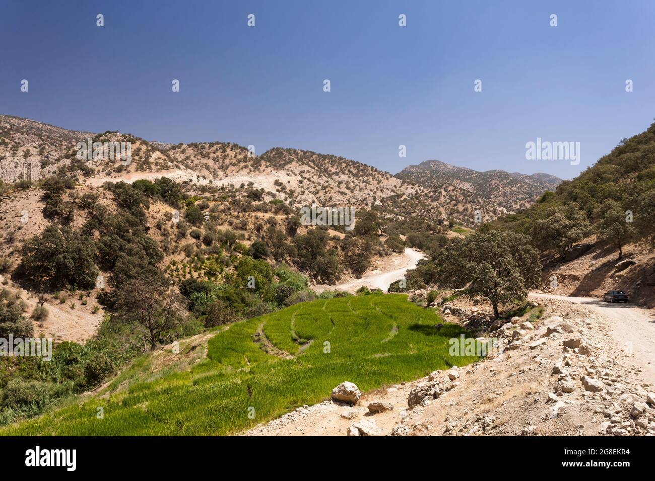 Campi di riso terrazzati nel ramo superiore della valle di Fahliyan, montagne di Zagros, Gach Darvazeh, provincia di Fars, Iran, Persia, Asia occidentale, Asia Foto Stock