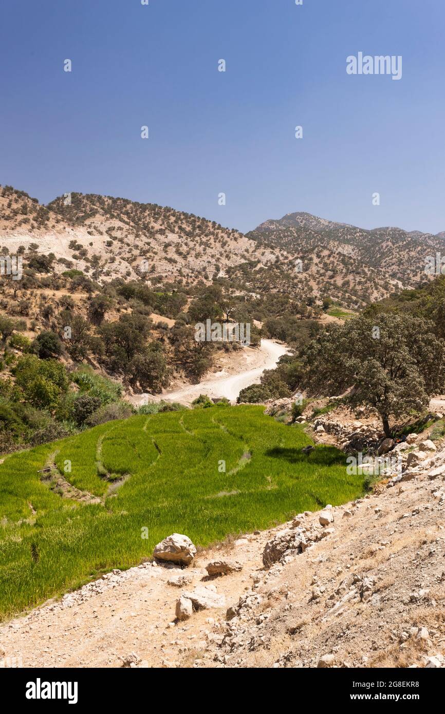 Campi di riso terrazzati nel ramo superiore della valle di Fahliyan, montagne di Zagros, Gach Darvazeh, provincia di Fars, Iran, Persia, Asia occidentale, Asia Foto Stock