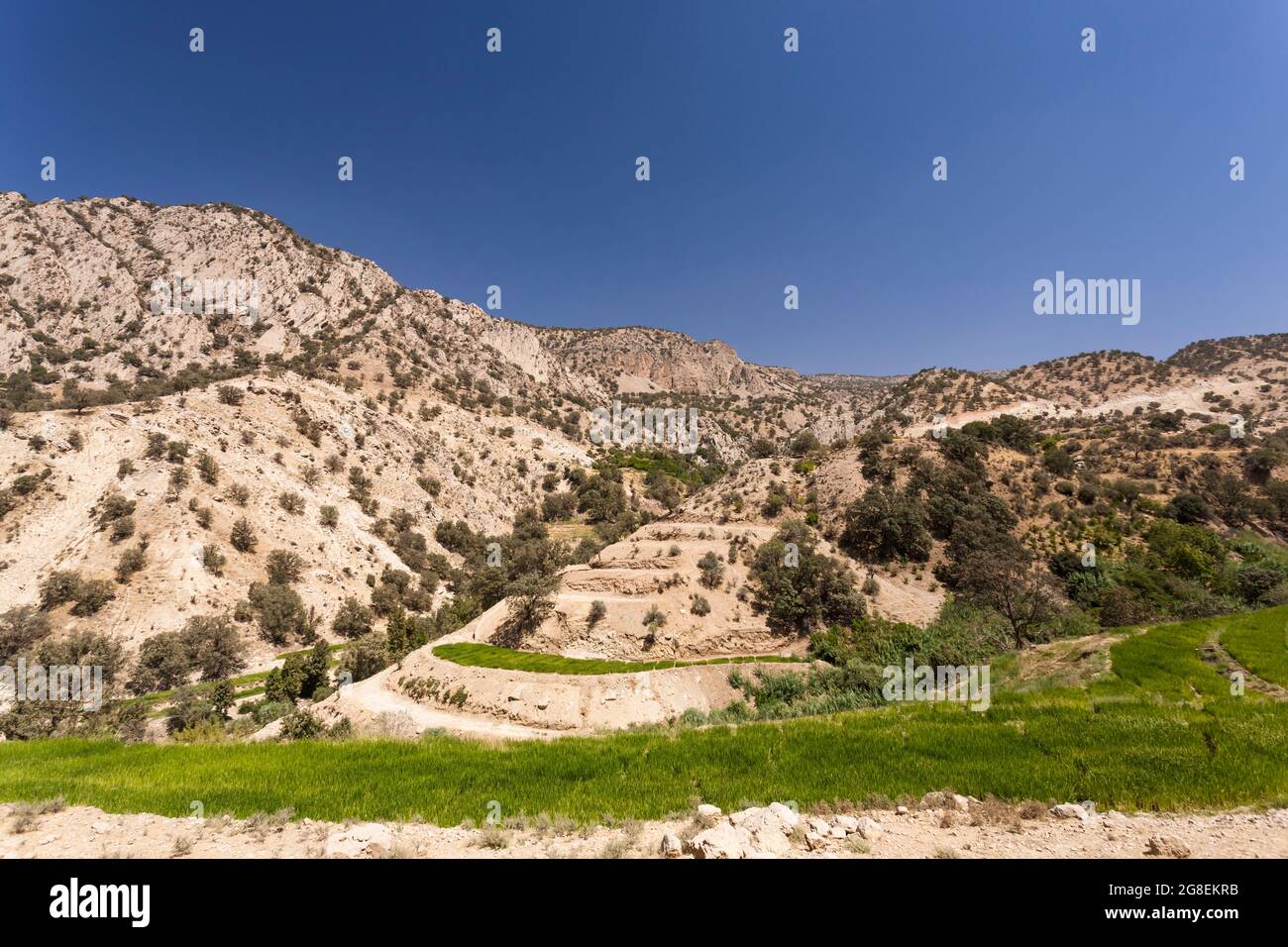 Campi di riso terrazzati nel ramo superiore della valle di Fahliyan, montagne di Zagros, Gach Darvazeh, provincia di Fars, Iran, Persia, Asia occidentale, Asia Foto Stock