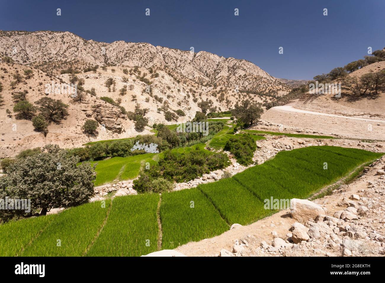 Campi di riso terrazzati nel ramo superiore della valle di Fahliyan, montagne di Zagros, Gach Darvazeh, provincia di Fars, Iran, Persia, Asia occidentale, Asia Foto Stock