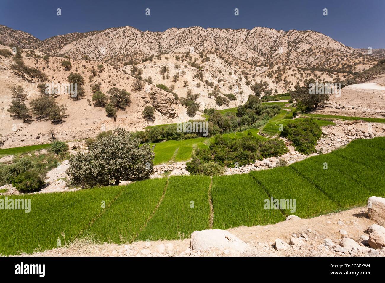 Campi di riso terrazzati nel ramo superiore della valle di Fahliyan, montagne di Zagros, Gach Darvazeh, provincia di Fars, Iran, Persia, Asia occidentale, Asia Foto Stock