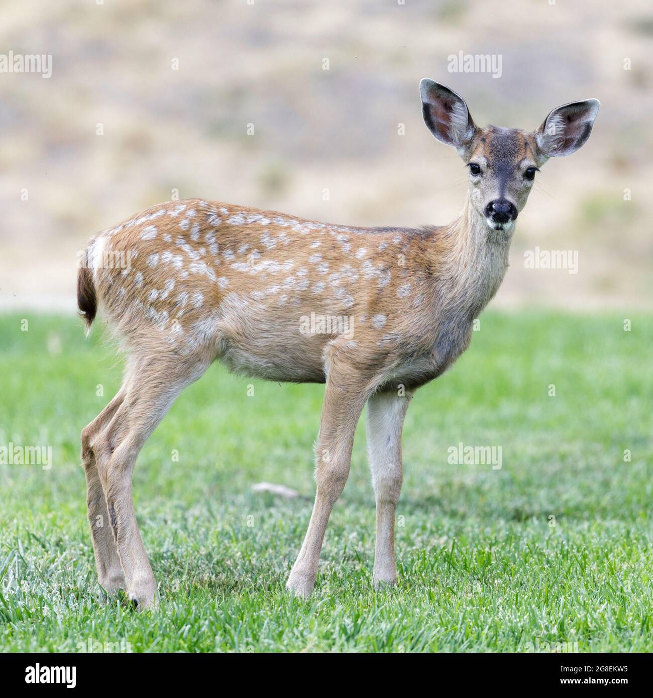 White-spotted Black-tailed Deer Fawn pascolo in Alert. Quail Hollow County Park, Santa Cruz County, California, Stati Uniti. Foto Stock