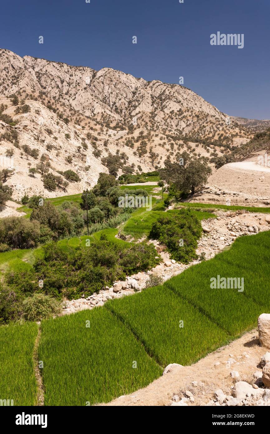 Campi di riso terrazzati nel ramo superiore della valle di Fahliyan, montagne di Zagros, Gach Darvazeh, provincia di Fars, Iran, Persia, Asia occidentale, Asia Foto Stock