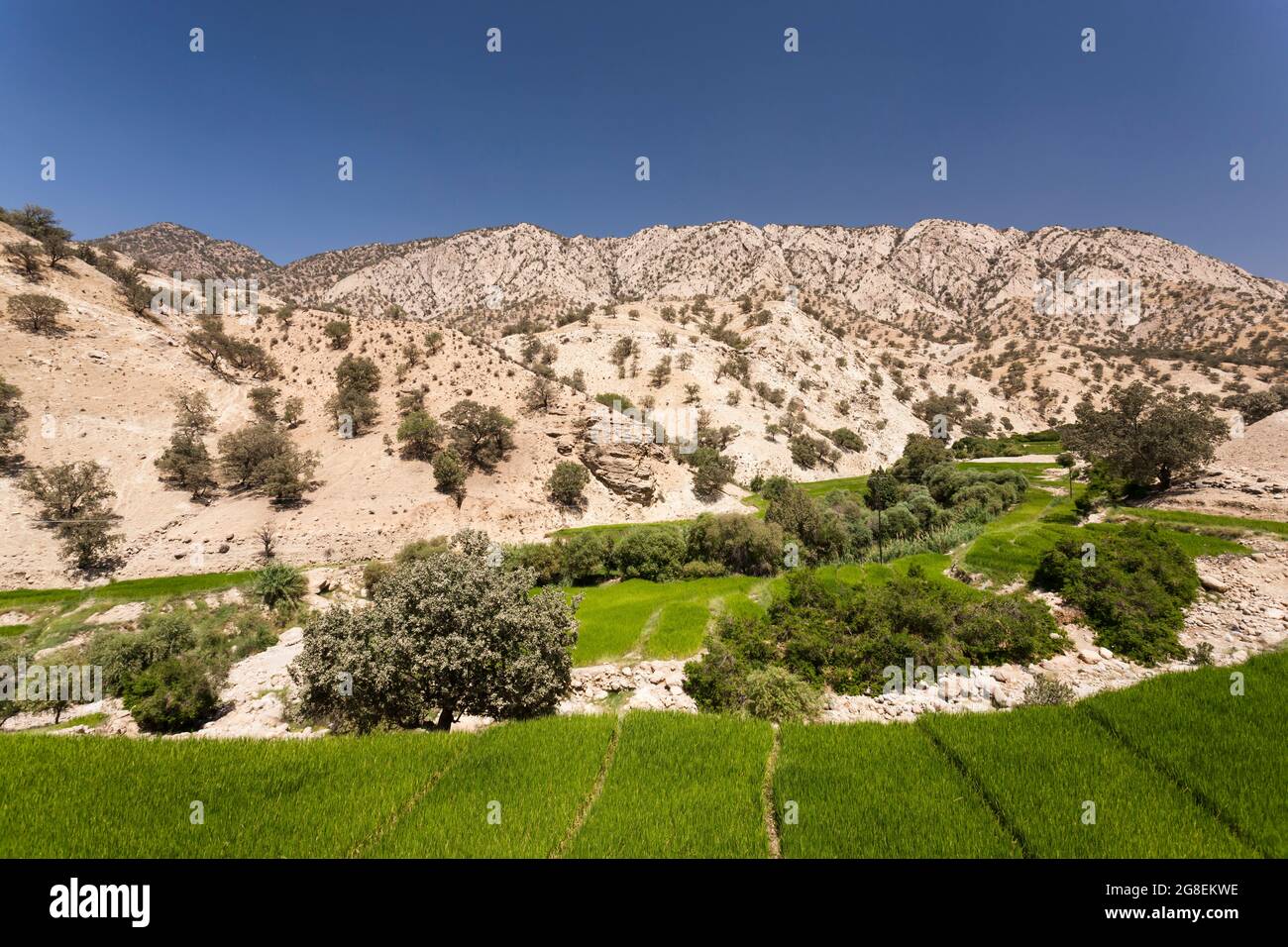 Campi di riso terrazzati nel ramo superiore della valle di Fahliyan, montagne di Zagros, Gach Darvazeh, provincia di Fars, Iran, Persia, Asia occidentale, Asia Foto Stock