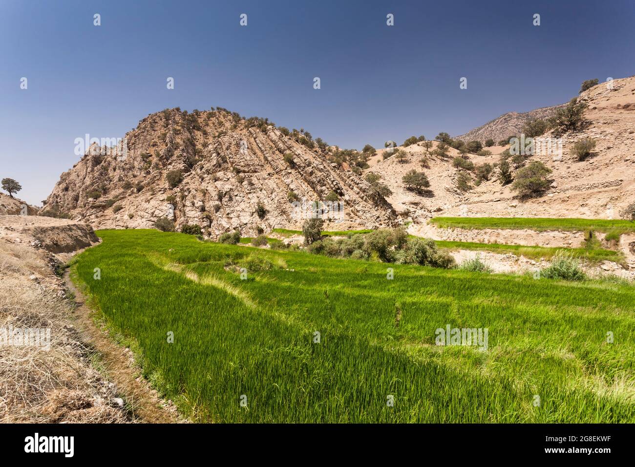 Campi di riso terrazzati nel ramo superiore della valle di Fahliyan, montagne di Zagros, Gach Darvazeh, provincia di Fars, Iran, Persia, Asia occidentale, Asia Foto Stock