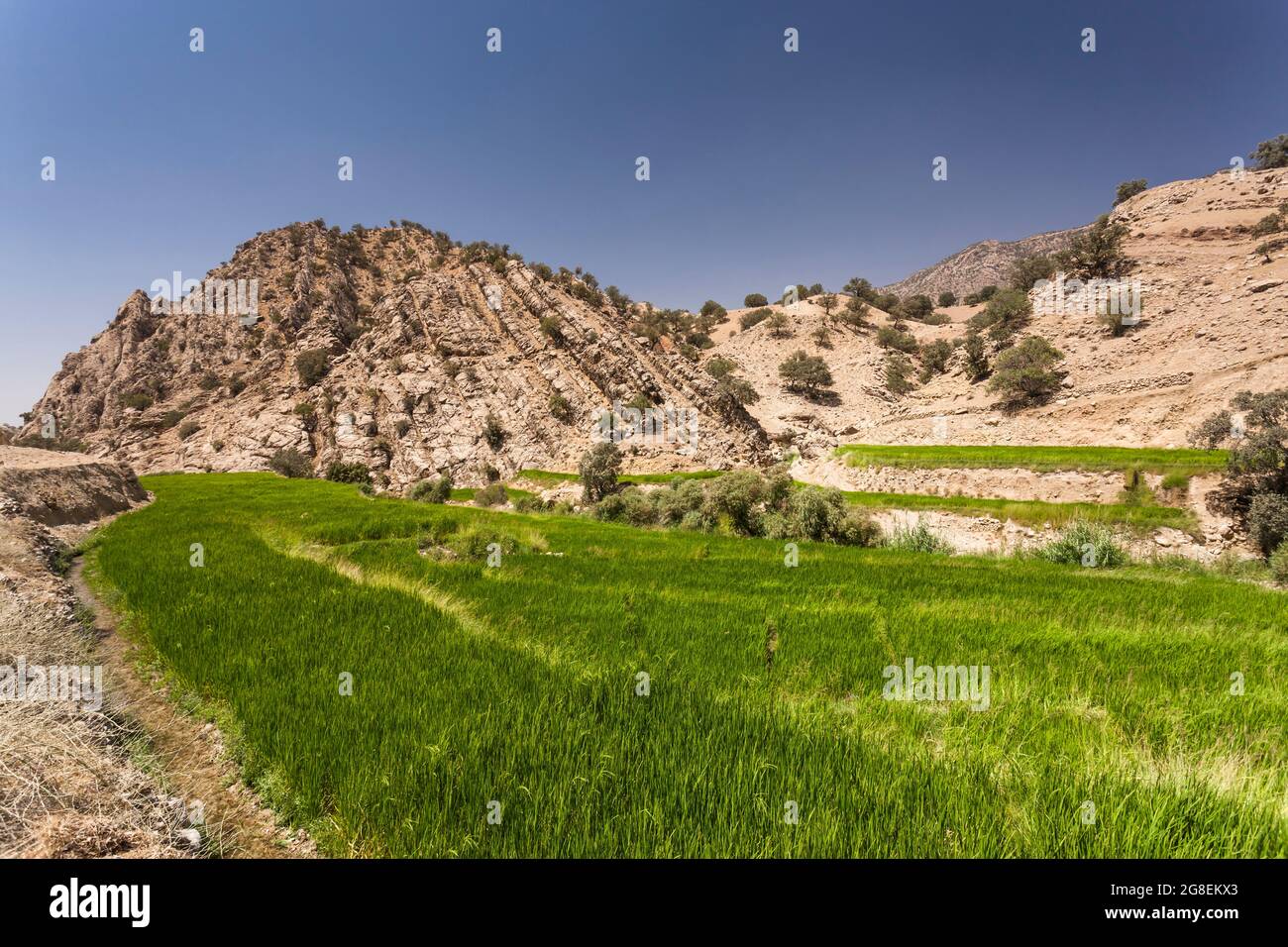 Campi di riso terrazzati nel ramo superiore della valle di Fahliyan, montagne di Zagros, Gach Darvazeh, provincia di Fars, Iran, Persia, Asia occidentale, Asia Foto Stock