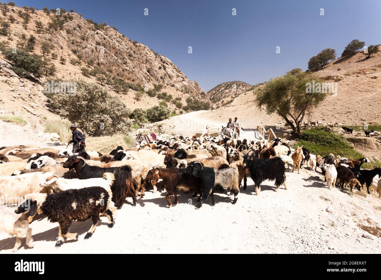 Pastore al ramo superiore della valle di Fahliyan, montagne di Zagros, Gach Darvazeh, provincia di Fars, Iran, Persia, Asia occidentale, Asia Foto Stock