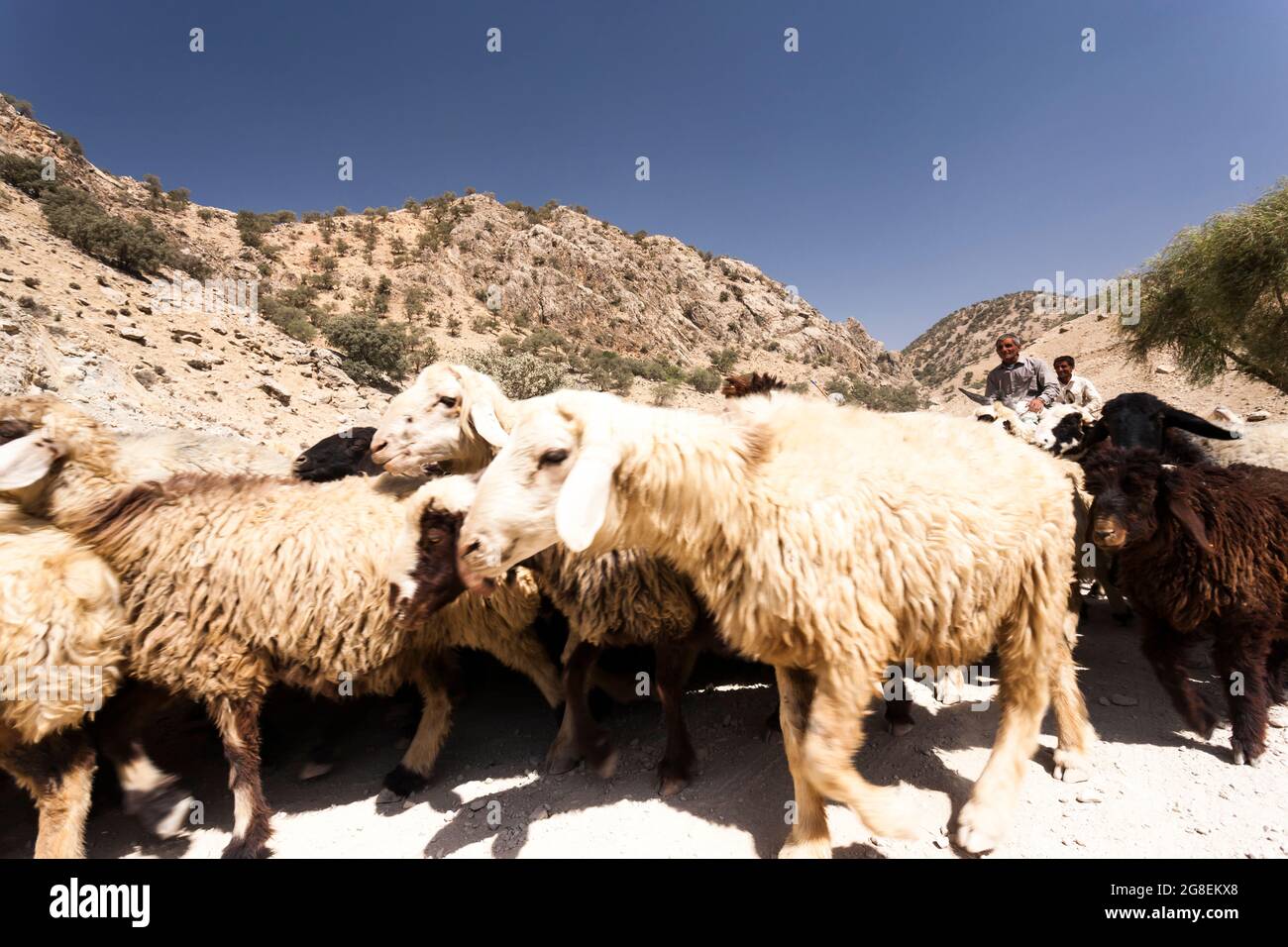 Pastore al ramo superiore della valle di Fahliyan, montagne di Zagros, Gach Darvazeh, provincia di Fars, Iran, Persia, Asia occidentale, Asia Foto Stock