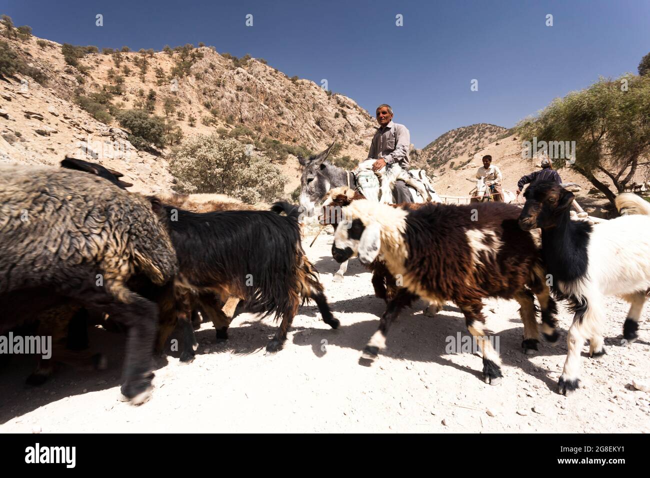 Pastore al ramo superiore della valle di Fahliyan, montagne di Zagros, Gach Darvazeh, provincia di Fars, Iran, Persia, Asia occidentale, Asia Foto Stock