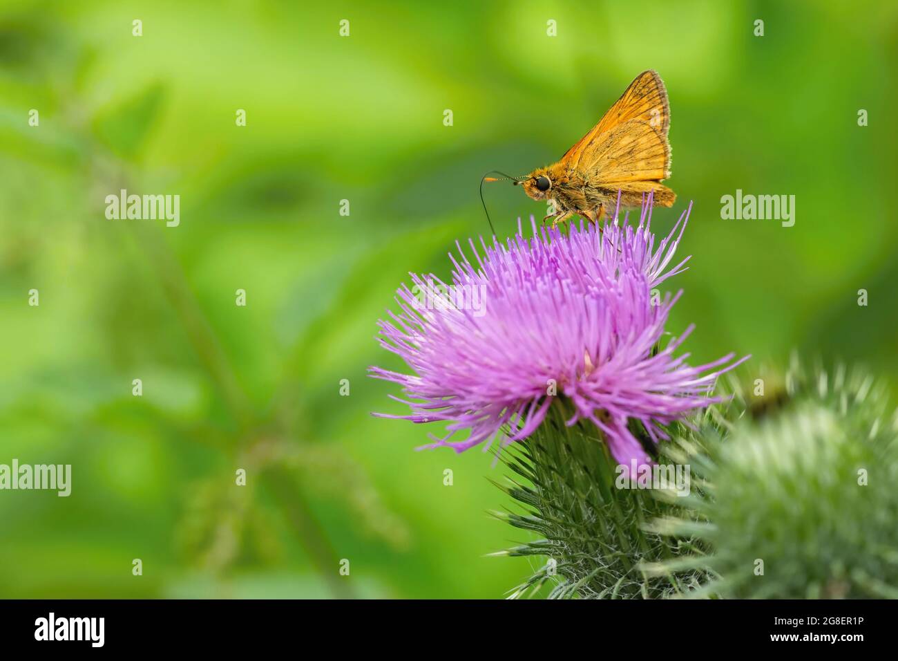 Un grande skipper, una piccola farfalla arancione, seduta su un fiore di cardo viola. Vegetazione verde sullo sfondo. Giornata estiva in natura. Foto Stock