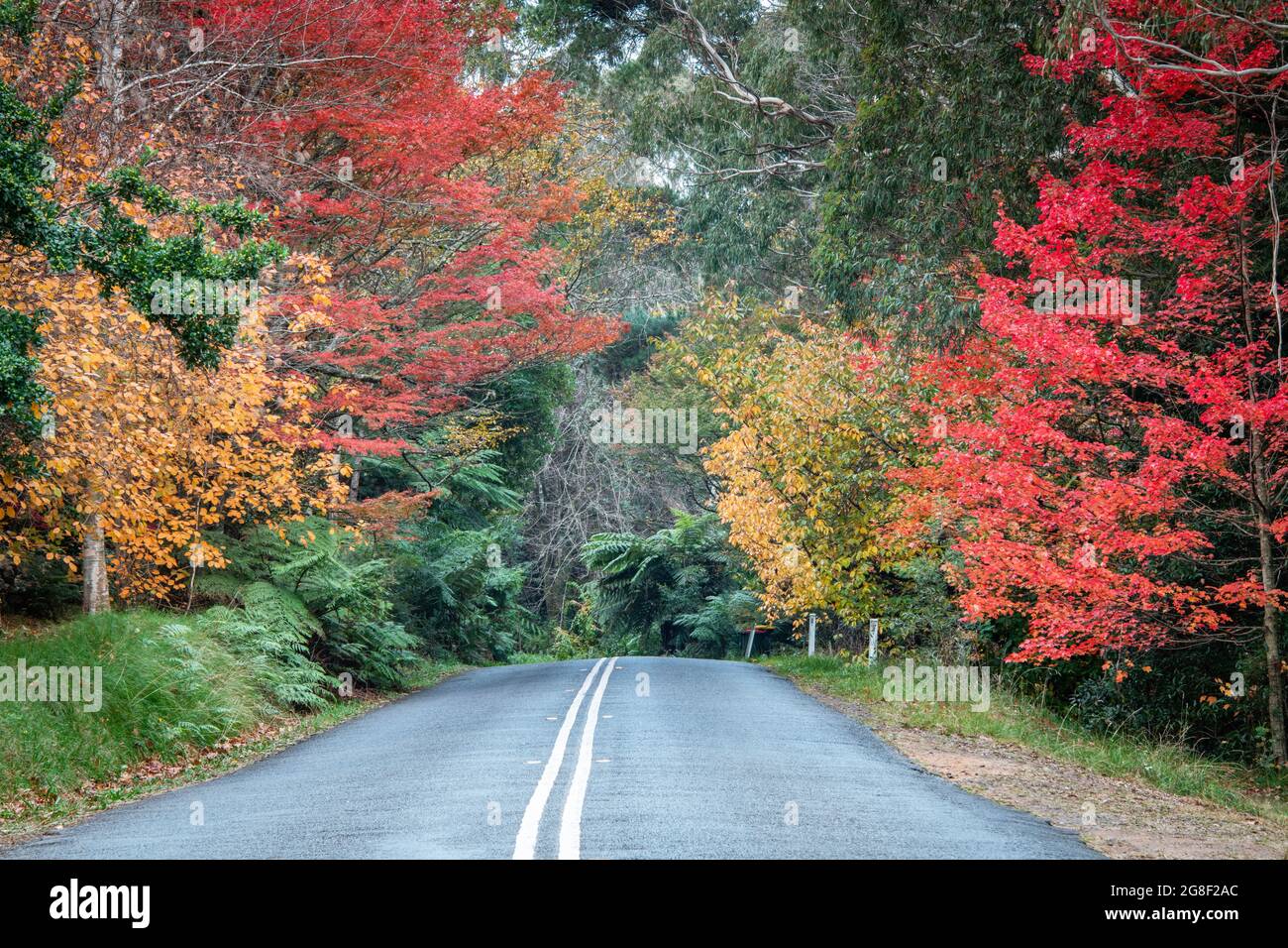 Diverse sfumature di autunno su una piccola strada di campagna nelle Blue Mountains Foto Stock